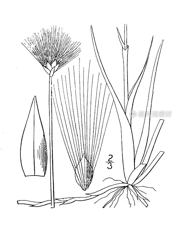 古植物学植物插图:Eriophorum russeolum, Russet Cotton grass